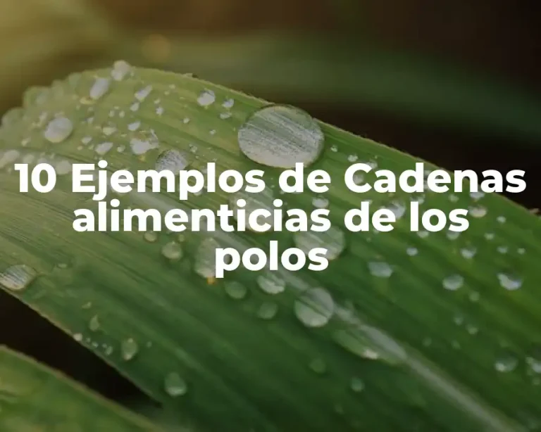 10 Ejemplos de Cadenas alimenticias de los polos