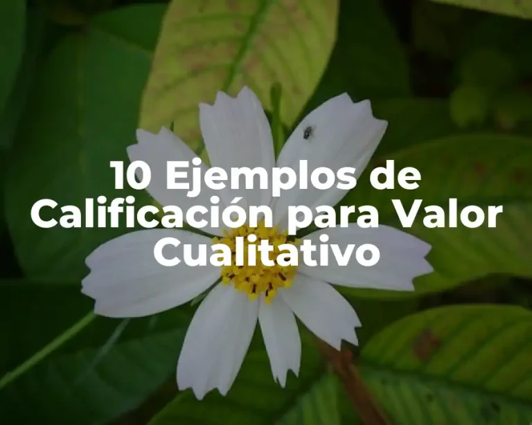 10 Ejemplos de Calificación para Valor Cualitativo