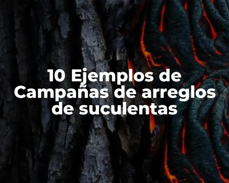 10 Ejemplos de Campañas de arreglos de suculentas