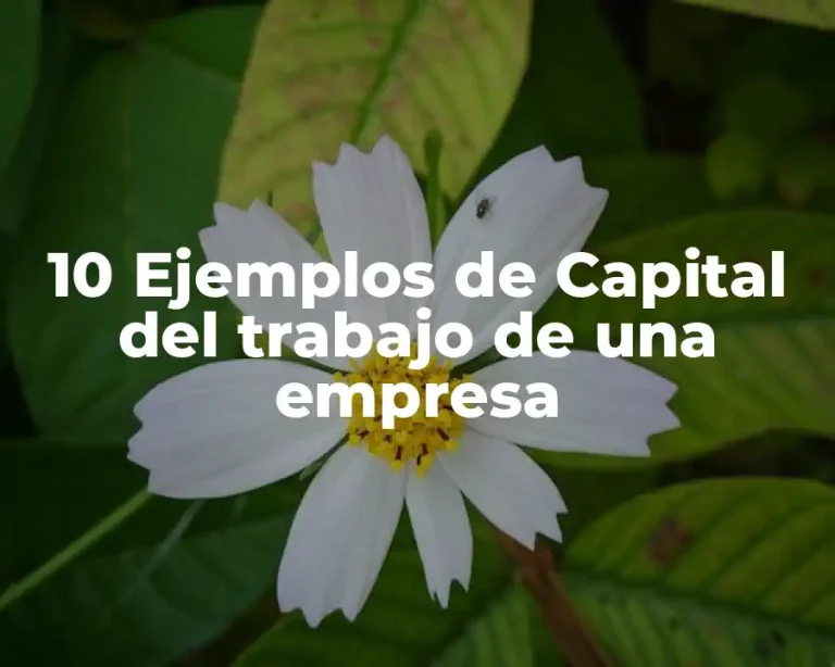 10 Ejemplos de Capital del trabajo de una empresa
