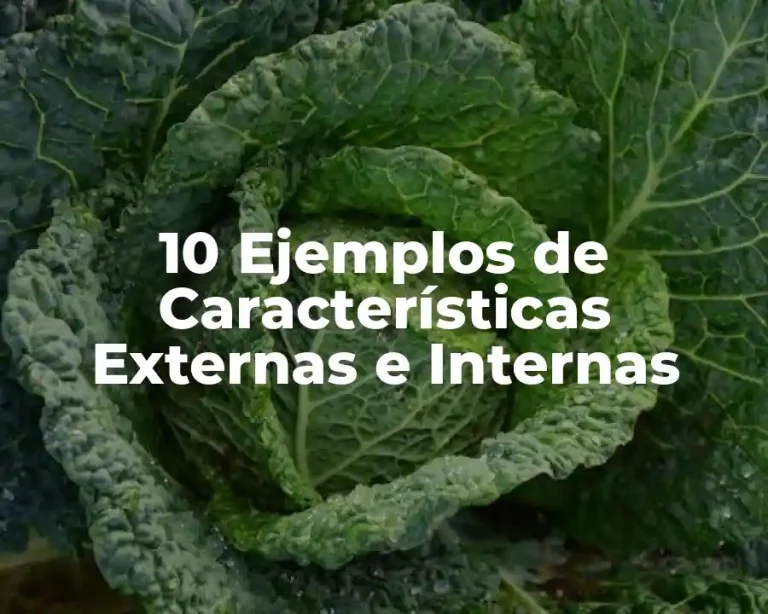 10 Ejemplos de Características Externas e Internas