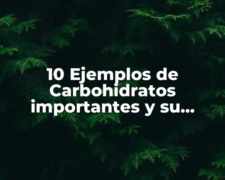 10 Ejemplos de Carbohidratos importantes y su función