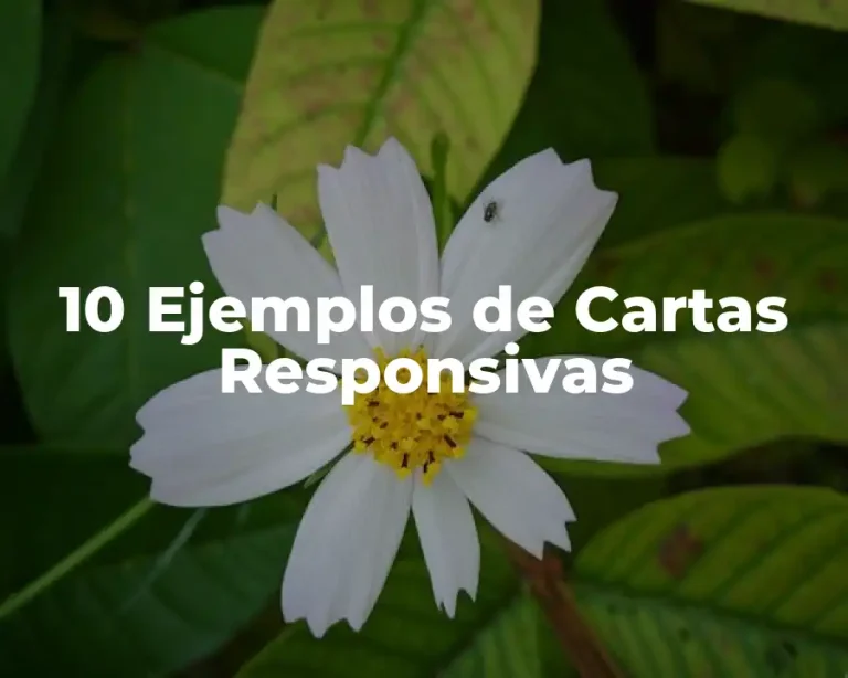 10 Ejemplos de Cartas Responsivas