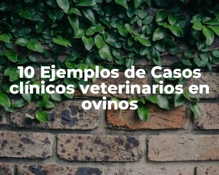 10 Ejemplos de Casos clínicos veterinarios en ovinos