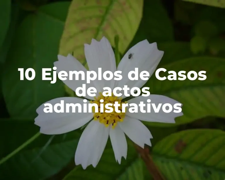 10 Ejemplos de Casos de actos administrativos