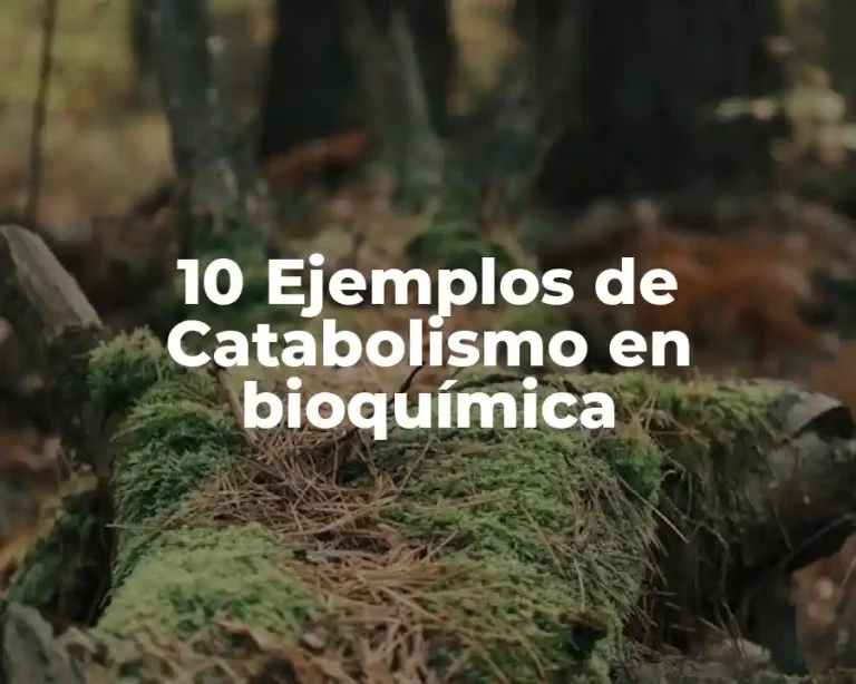 10 Ejemplos de Catabolismo en bioquímica
