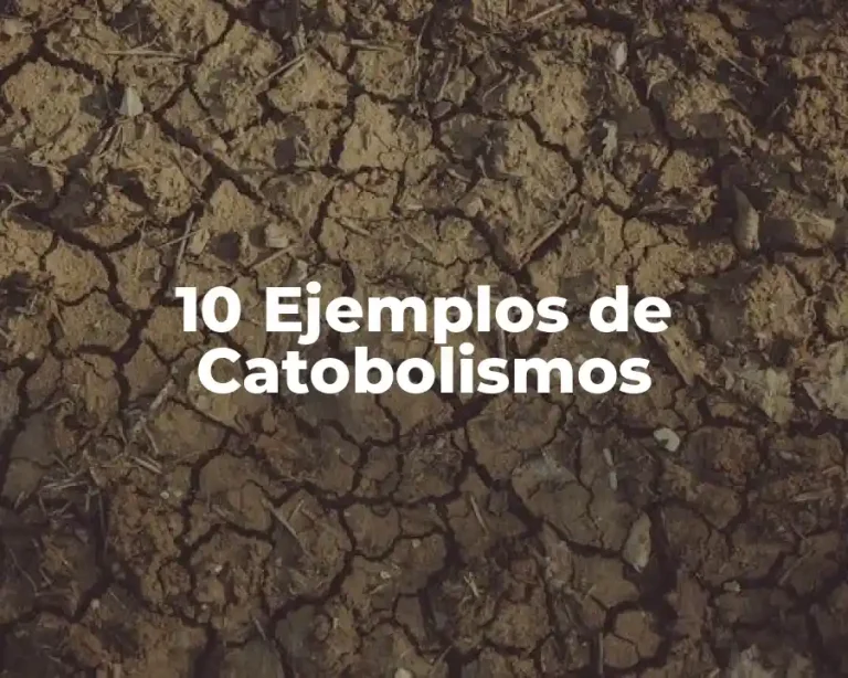 10 Ejemplos de Catobolismos