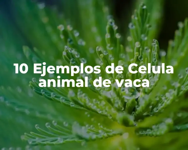 10 Ejemplos de Celula animal de vaca