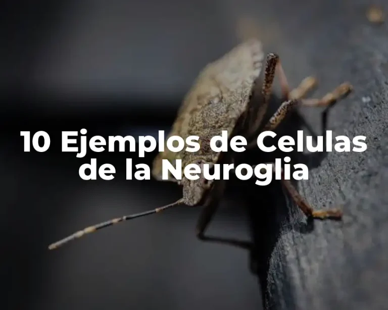 10 Ejemplos de Celulas de la Neuroglia