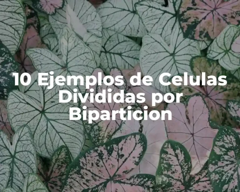 10 Ejemplos de Celulas Divididas por Biparticion