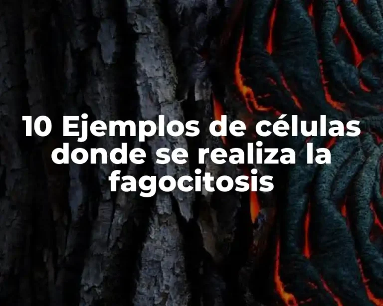 10 Ejemplos de células donde se realiza la fagocitosis