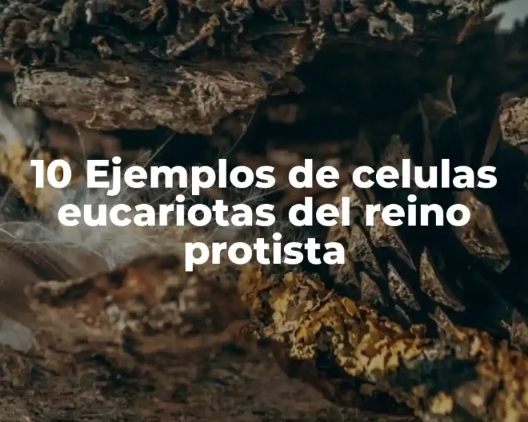 10 Ejemplos de celulas eucariotas del reino protista
