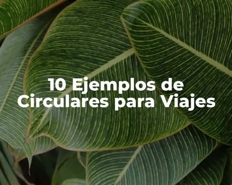 10 Ejemplos de Circulares para Viajes
