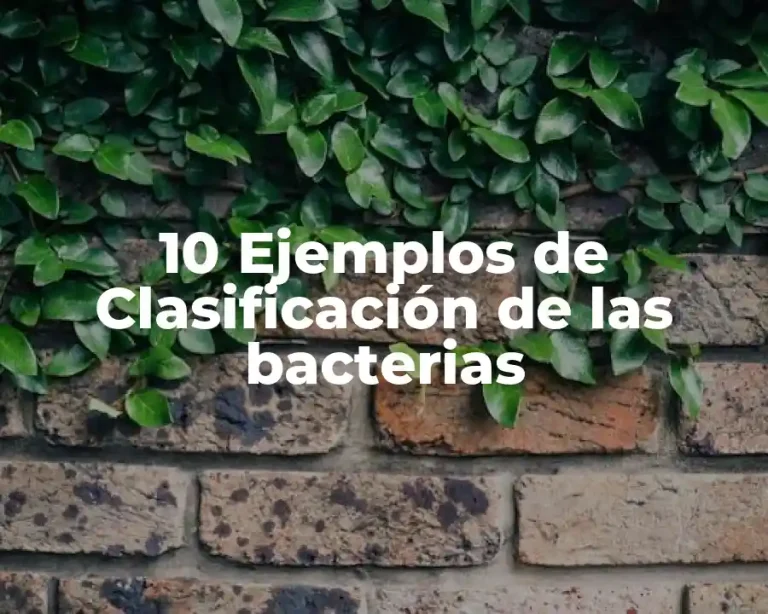 10 Ejemplos de Clasificación de las bacterias
