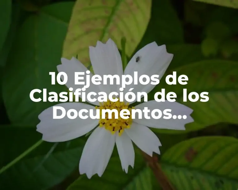10 Ejemplos de Clasificación de los Documentos Metabuscadores