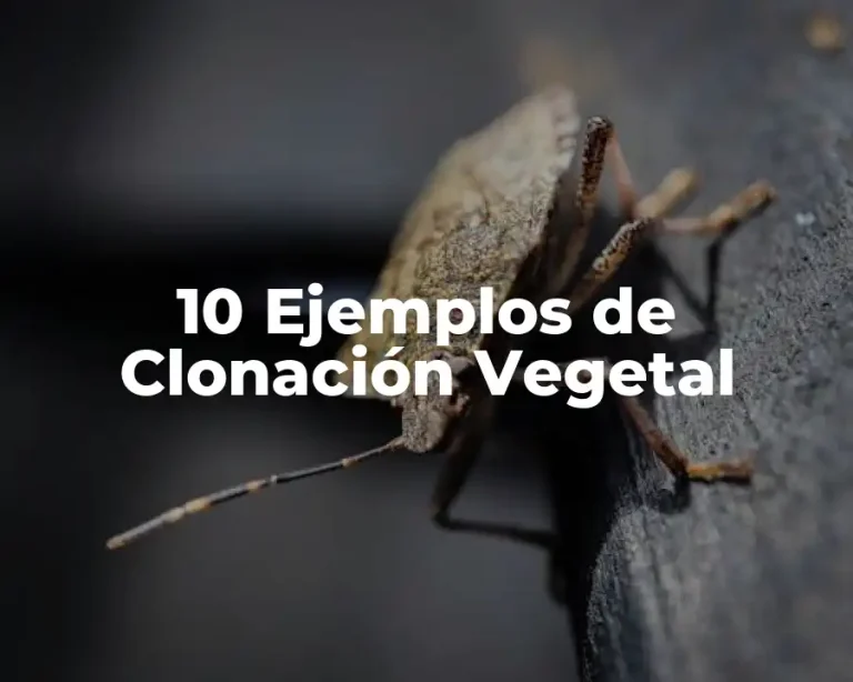 10 Ejemplos de Clonación Vegetal