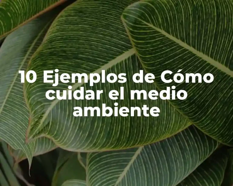 10 Ejemplos de Cómo cuidar el medio ambiente