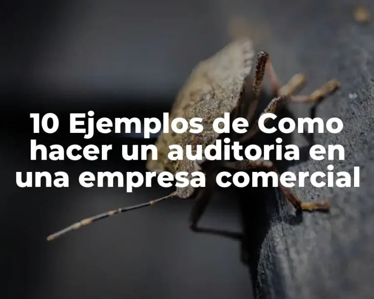 10 Ejemplos de Como hacer un auditoria en una empresa comercial