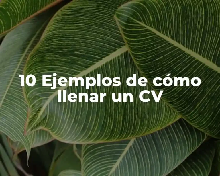 10 Ejemplos de cómo llenar un CV