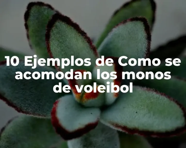 10 Ejemplos de Como se acomodan los monos de voleibol