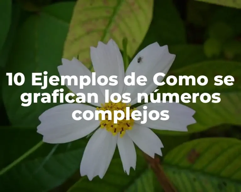 10 Ejemplos de Como se grafican los números complejos