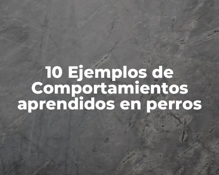 10 Ejemplos de Comportamientos aprendidos en perros