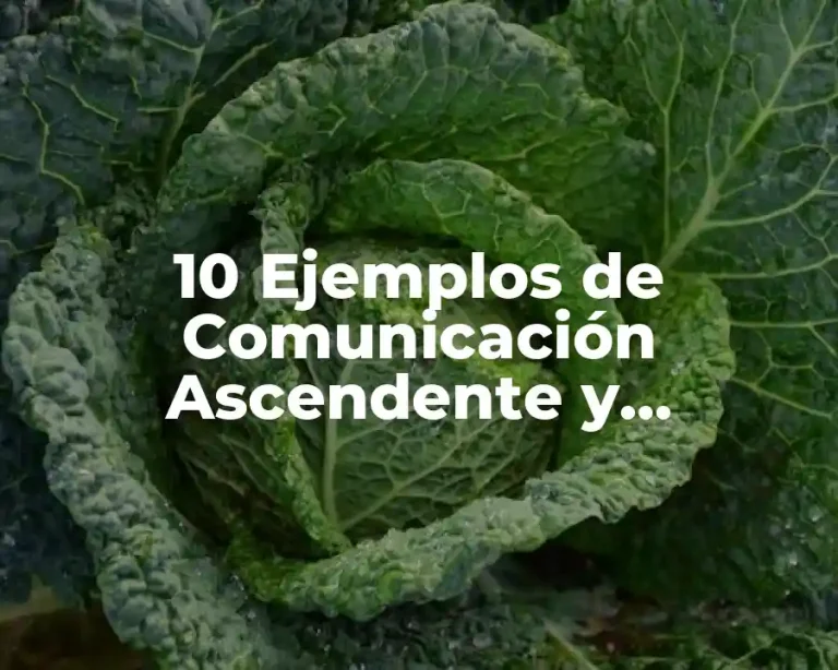 10 Ejemplos de Comunicación Ascendente y Descendente