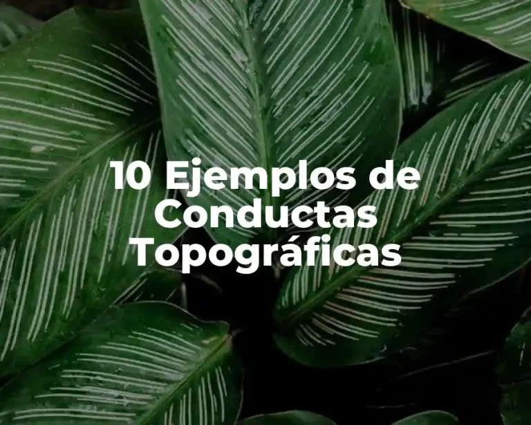 10 Ejemplos de Conductas Topográficas