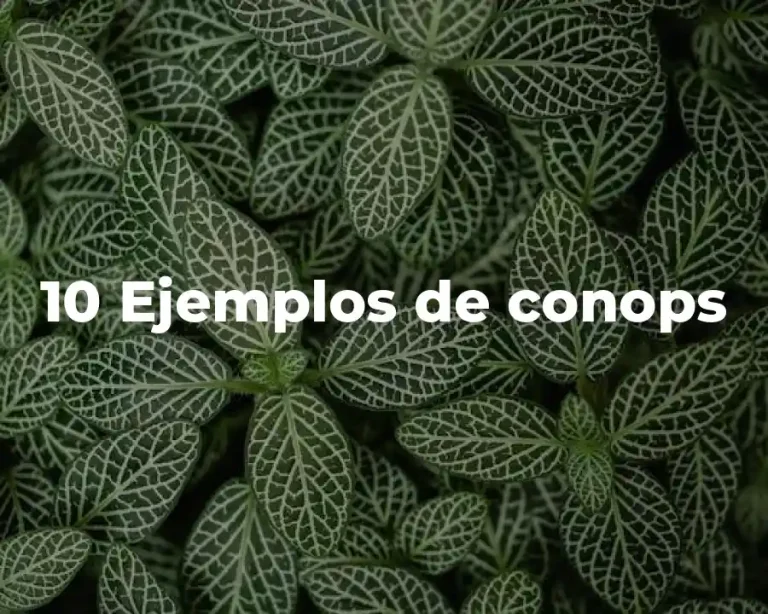 10 Ejemplos de conops