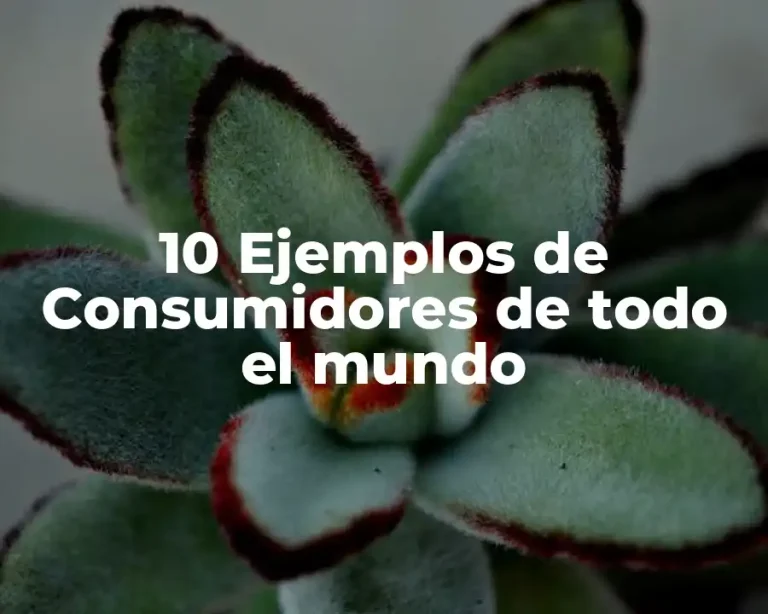 10 Ejemplos de Consumidores de todo el mundo