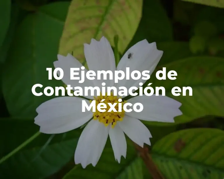 10 Ejemplos de Contaminación en México