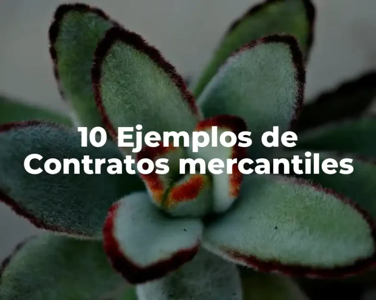10 Ejemplos de Contratos mercantiles
