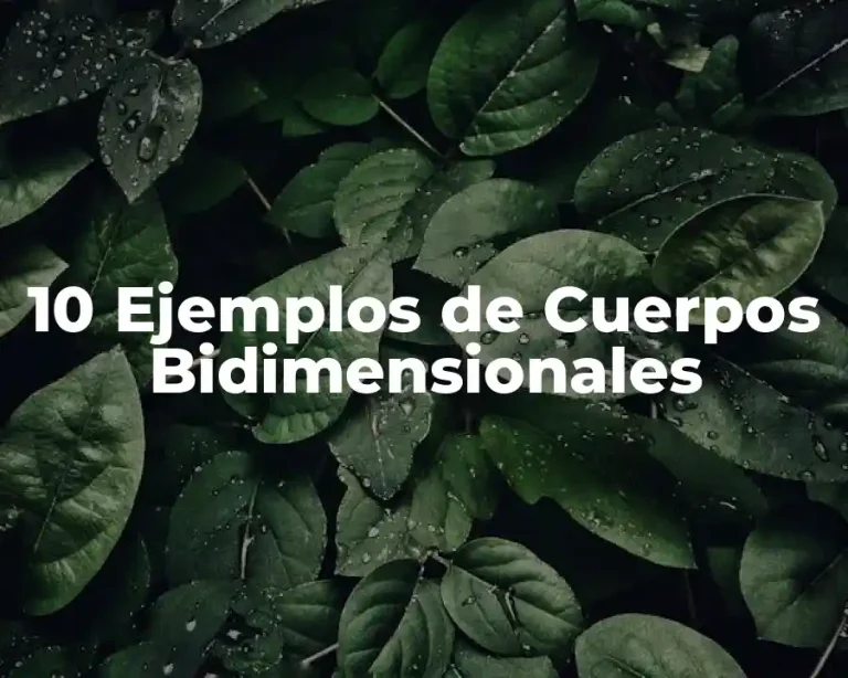 10 Ejemplos de Cuerpos Bidimensionales