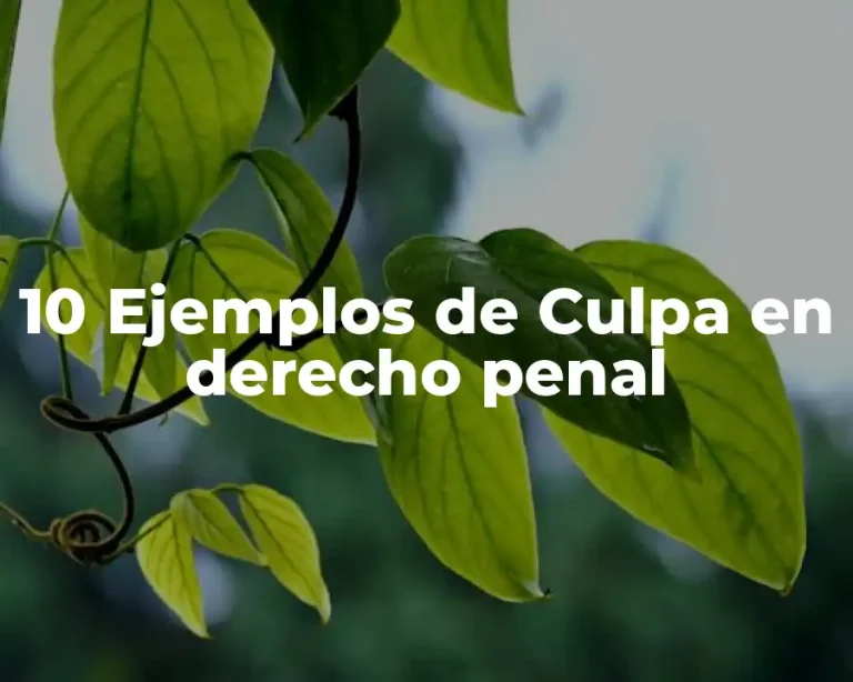 10 Ejemplos de Culpa en derecho penal