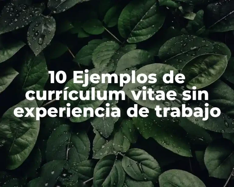 10 Ejemplos de currículum vitae sin experiencia de trabajo