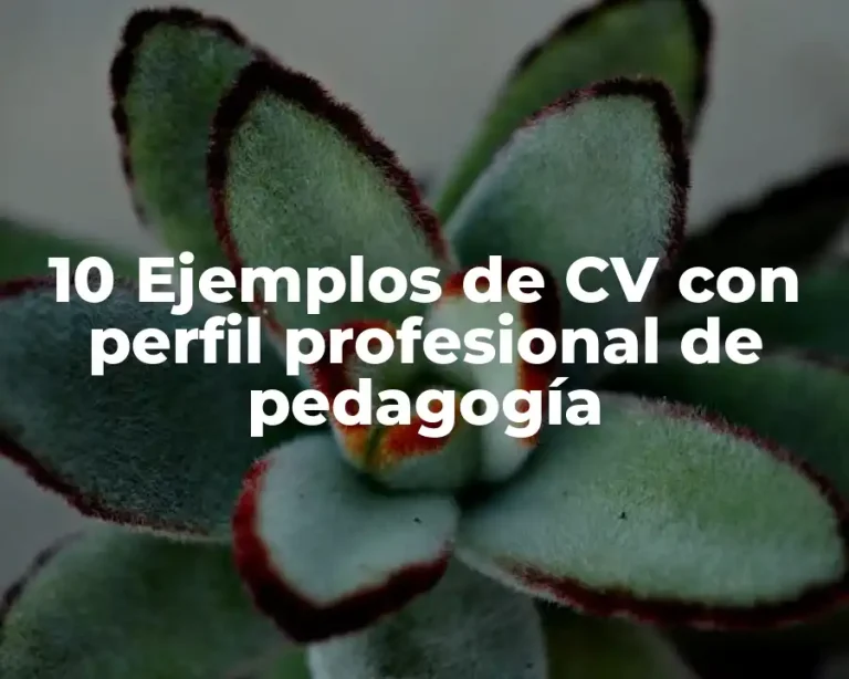10 Ejemplos de CV con perfil profesional de pedagogía