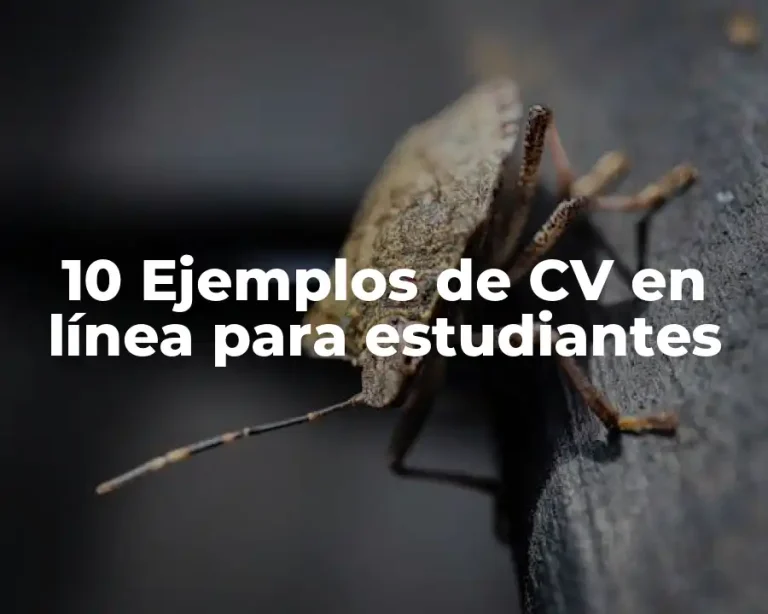 10 Ejemplos de CV en línea para estudiantes