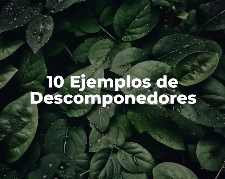 10 Ejemplos de Descomponedores