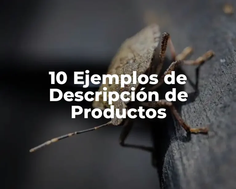 10 Ejemplos de Descripción de Productos