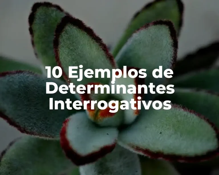 10 Ejemplos de Determinantes Interrogativos