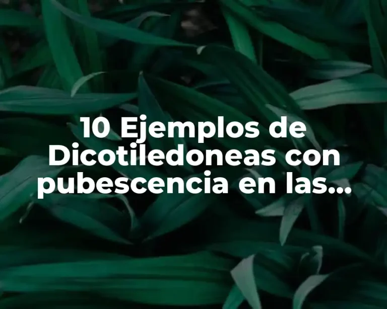 10 Ejemplos de Dicotiledoneas con pubescencia en las hojas