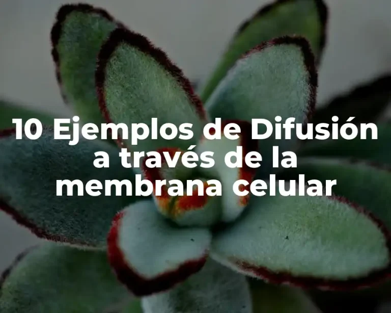 10 Ejemplos de Difusión a través de la membrana celular