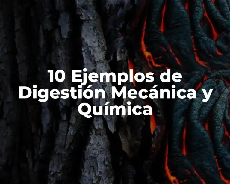 10 Ejemplos de Digestión Mecánica y Química