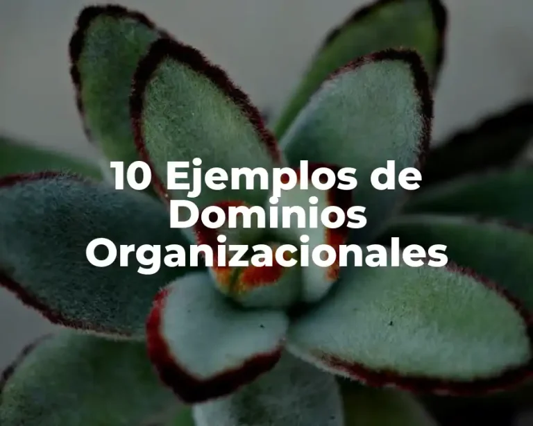 10 Ejemplos de Dominios Organizacionales