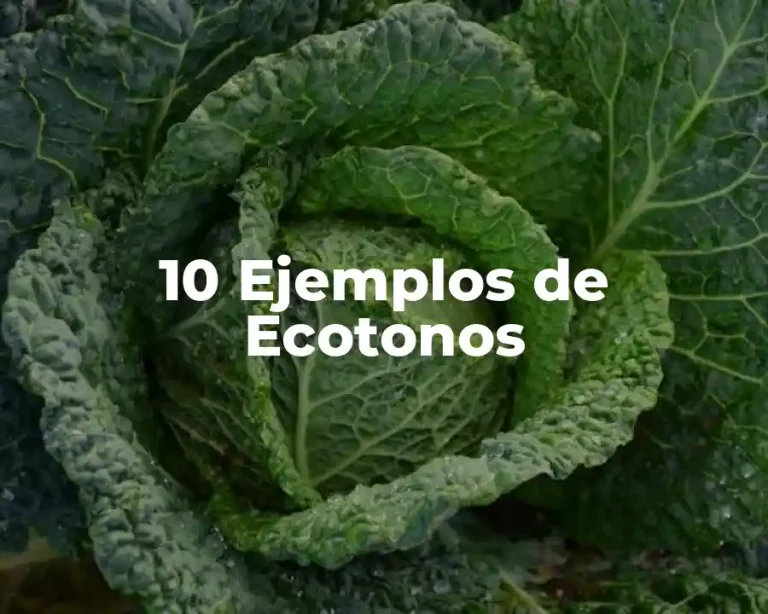 10 Ejemplos de Ecotonos