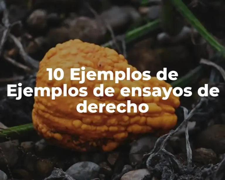 10 Ejemplos de Ejemplos de ensayos de derecho