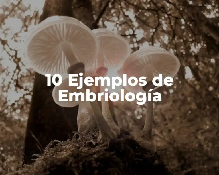 10 Ejemplos de Embriología