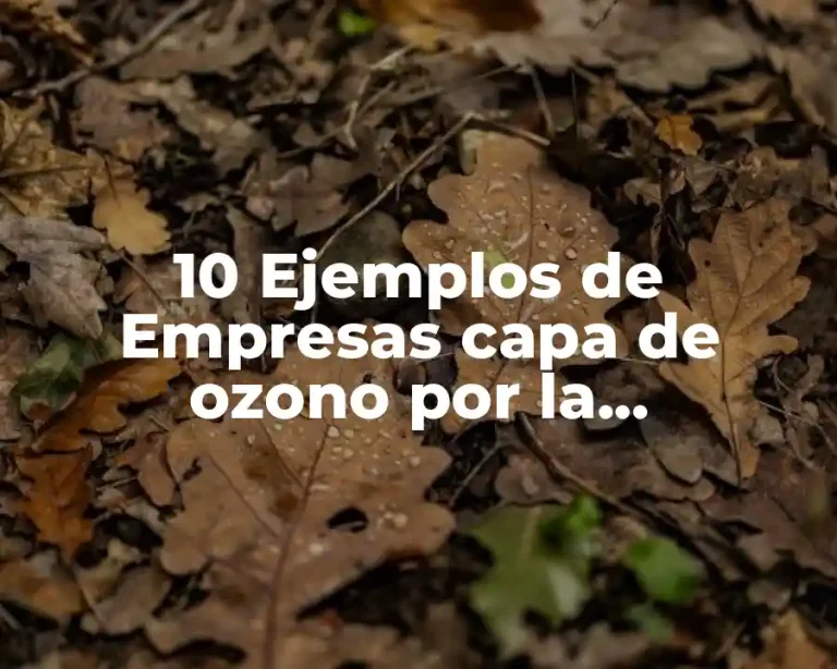 10 Ejemplos de Empresas capa de ozono por la departamentalizacion clientes