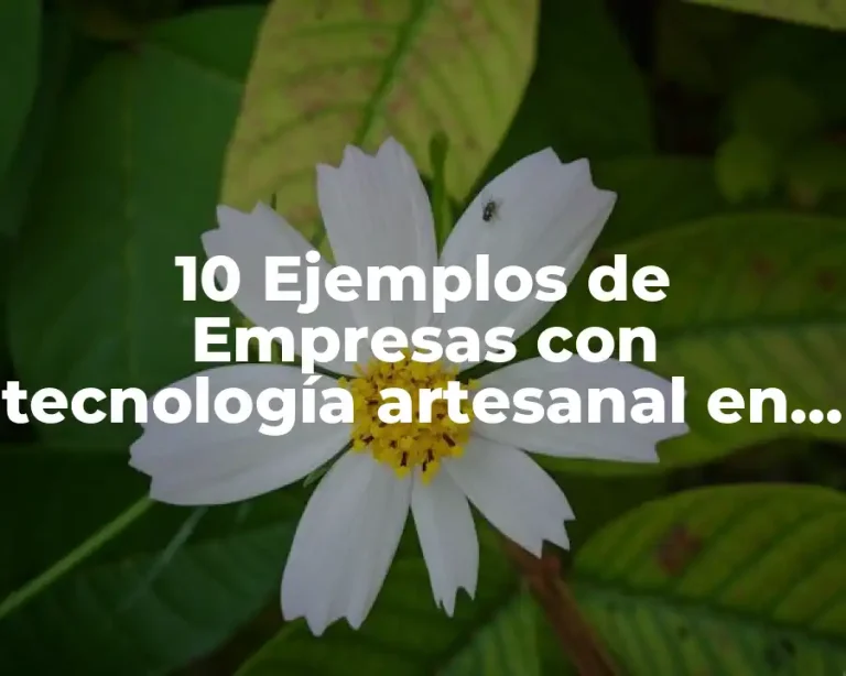 10 Ejemplos de Empresas con tecnología artesanal en México