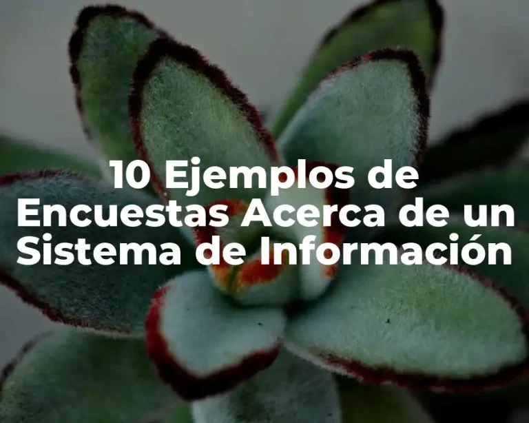 10 Ejemplos de Encuestas Acerca de un Sistema de Información